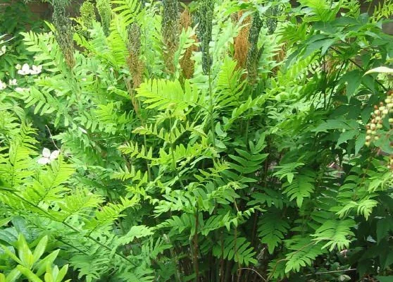 OSMUNDA regalis 'Purpurascens'