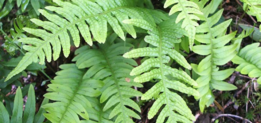 POLYPODIUM vulgare