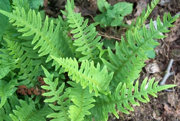 POLYPODIUM vulgare