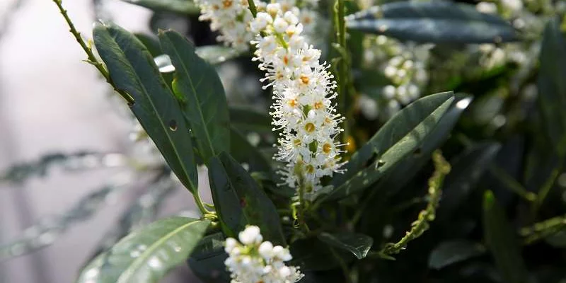 PRUNUS laurocerasus 'Otto Luyken' - Laurier cerise, plante de haie