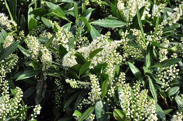 PRUNUS laurocerasus 'Otto Luyken' - Laurier cerise, plante de haie