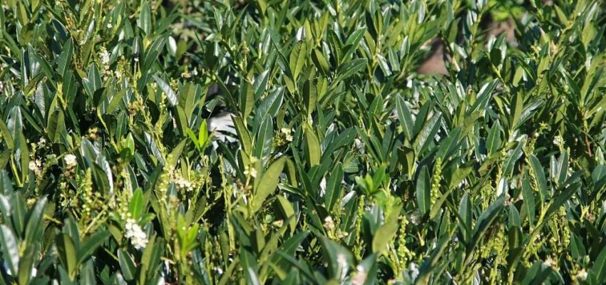 PRUNUS laurocerasus 'Otto Luyken' - Laurier cerise, plante de haie