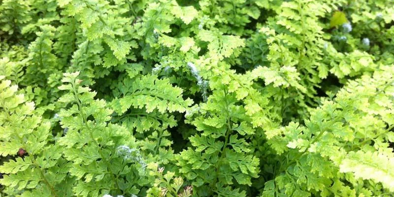 POLYSTICHUM setiferum 'Plumoso-Densum' - Fougère