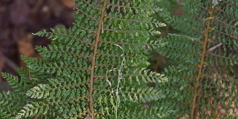POLYSTICHUM setiferum 'Plumoso-Densum' - Fougère