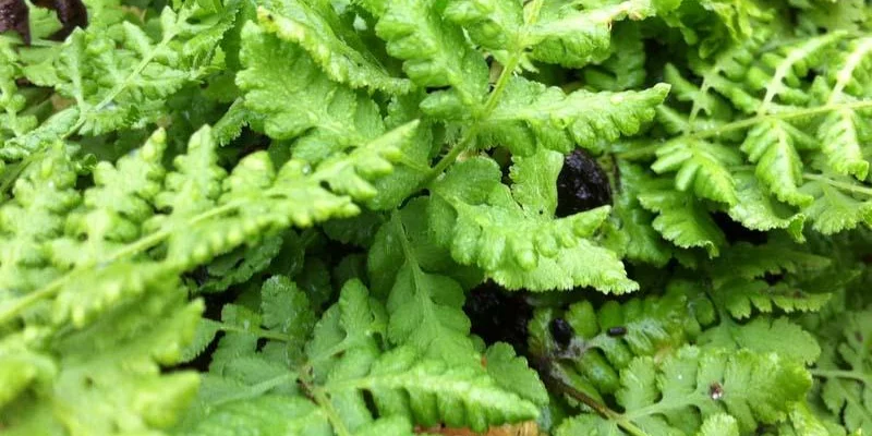 WOODSIA obtusa - Fougère