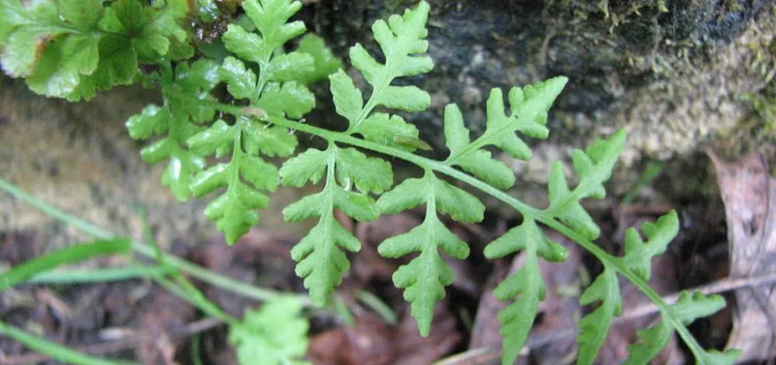 WOODSIA obtusa - Fougère