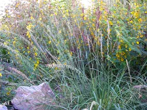 BOUTELOUA curtipendula - Graminée, Bouteloue