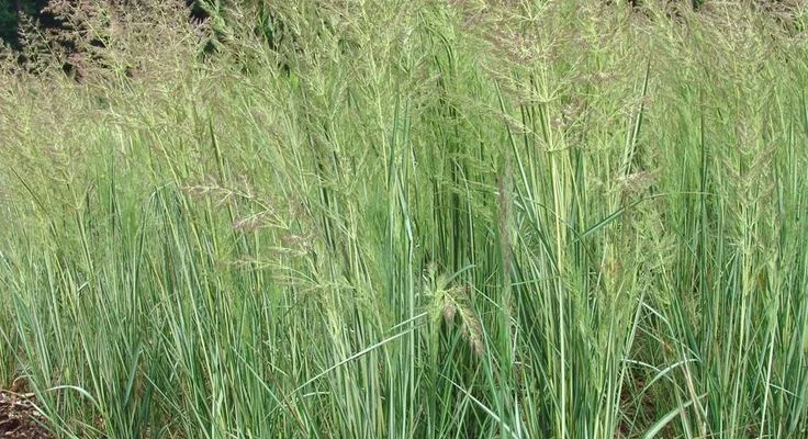 CALAMAGROSTIS acutiflora 'Avalanche' - Graminée, Calamagrostide