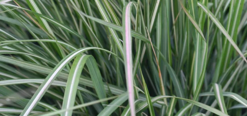 CALAMAGROSTIS acutiflora 'Avalanche' - Graminée, Calamagrostide