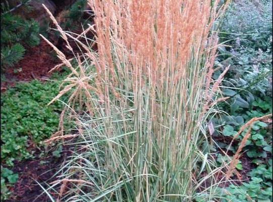 CALAMAGROSTIS acutiflora 'Avalanche' - Graminée, Calamagrostide