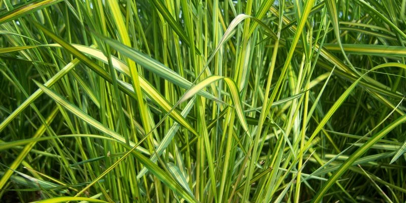 CALAMAGROSTIS acutiflora 'England' - Graminée, Calamagrostide