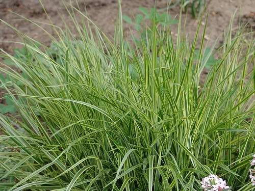 CALAMAGROSTIS acutiflora 'England' - Graminée, Calamagrostide