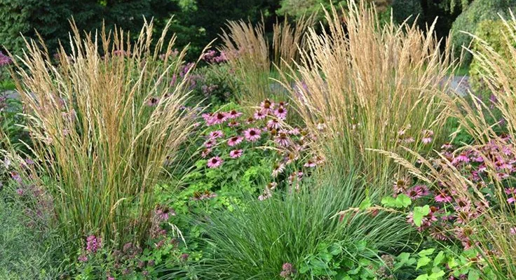 CALAMAGROSTIS acutiflora 'Waldenbuch'