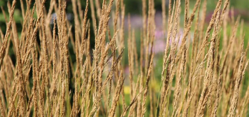 CALAMAGROSTIS acutiflora 'Waldenbuch'