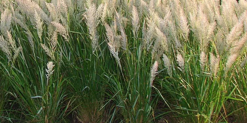 CALAMAGROSTIS brachytricha