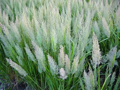 CALAMAGROSTIS brachytricha