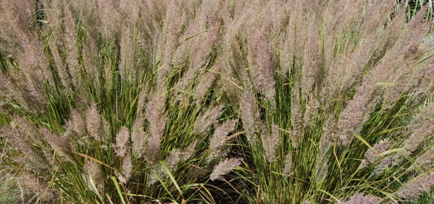 CALAMAGROSTIS brachytricha