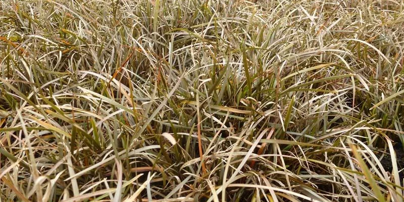 CAREX berggrenii - Graminée, Laîche