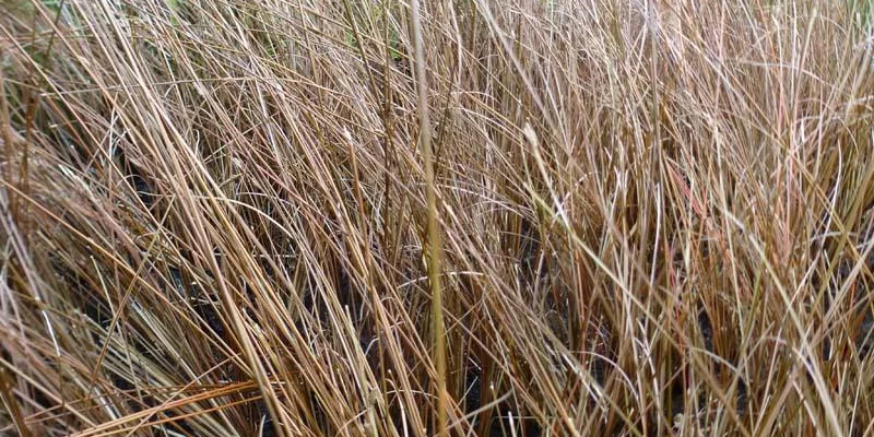 CAREX buchananii 'Frank's Hair' - Graminée, Laîche