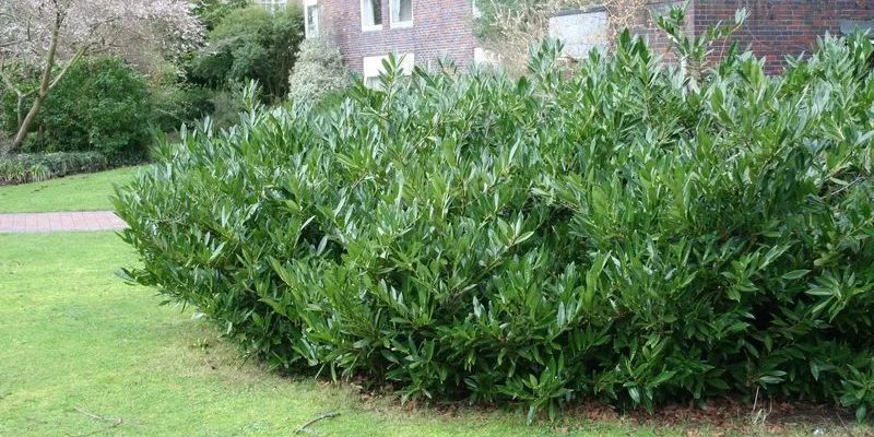 PRUNUS laurocerasus 'Zabeliana' - Plantes de haie, Laurier palme