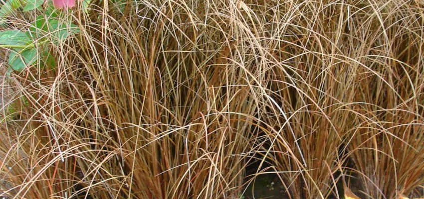 CAREX comans 'Milk Chocolate' - Graminée, Laîche