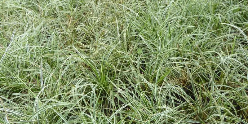 CAREX conica 'Snowline' - Graminée, Laîche