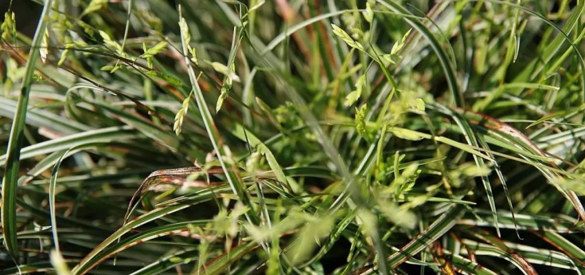 CAREX conica 'Snowline' - Graminée, Laîche