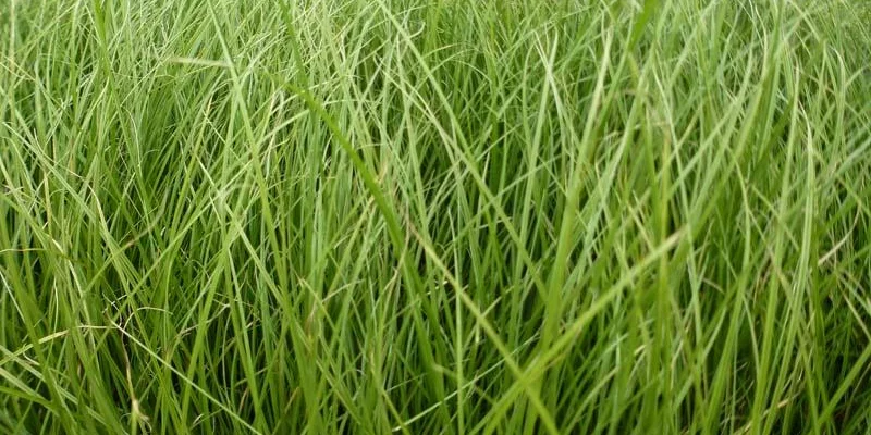 CAREX howardii 'Phoenix Green'