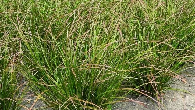 CAREX howardii 'Phoenix Green'