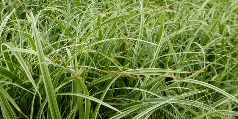 CAREX morrowii 'Silver Sceptre' - Graminée, Laîche