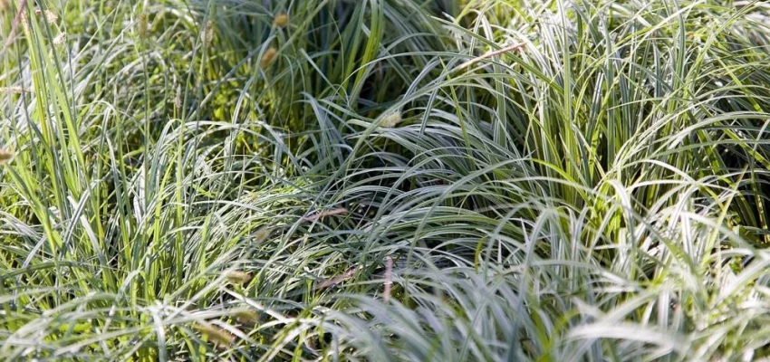 CAREX morrowii 'Silver Sceptre' - Graminée, Laîche