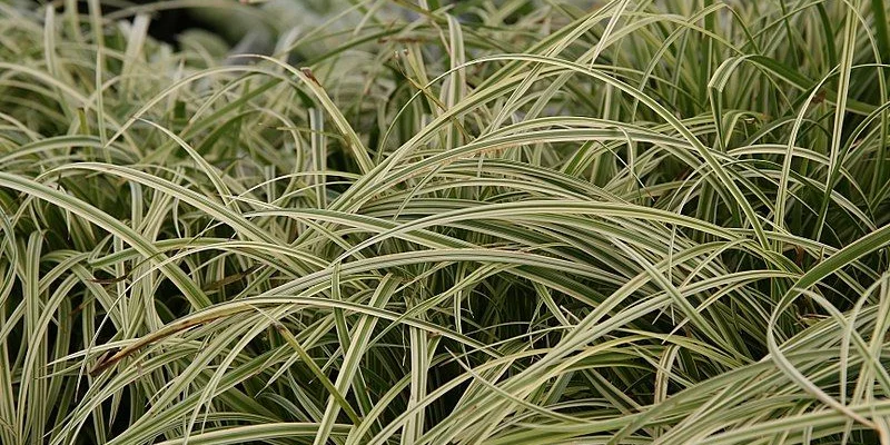 CAREX morrowii 'Silver Sceptre' - Graminée, Laîche