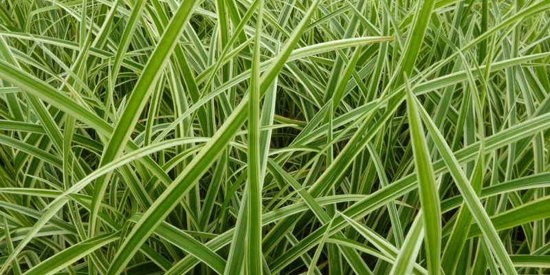 CAREX morrowii 'Aureovariégata' - Graminée, Laîche