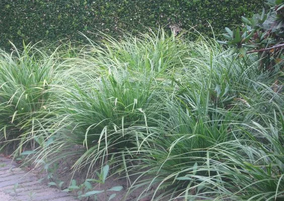 CAREX morrowii 'Aureovariégata' - Graminée, Laîche