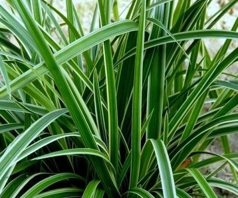 CAREX morrowii 'Aureovariégata' - Graminée, Laîche