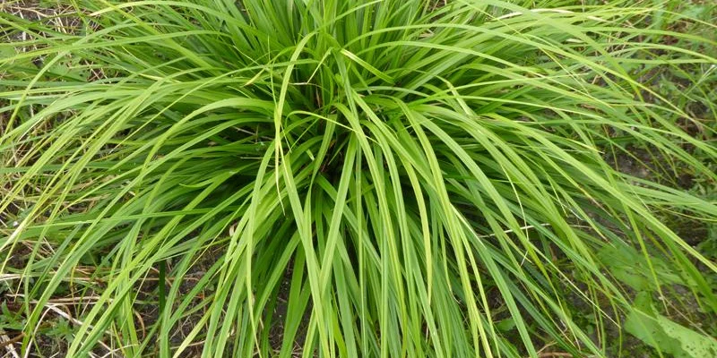 CAREX morrowii 'Mosten' - Graminée, Laîche