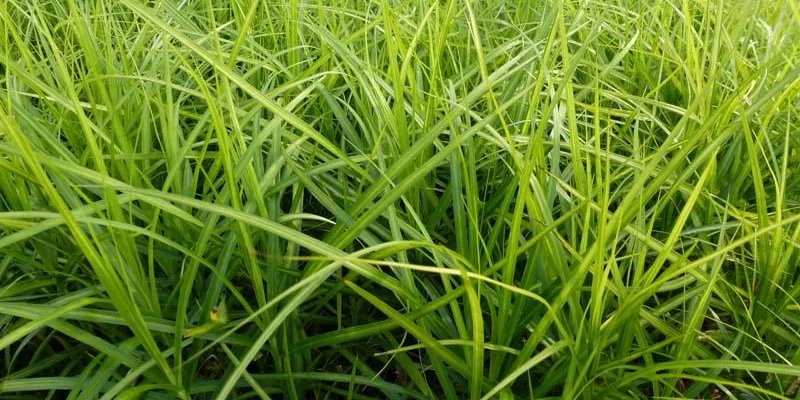 CAREX muskingumensis 'Silberstreif' - Graminée, Laîche