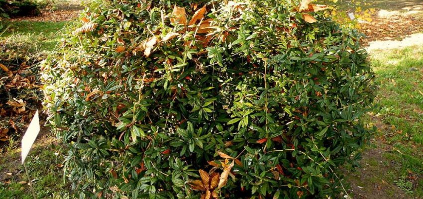 BERBERIS hybrido-gagnepainii - Epine vinette