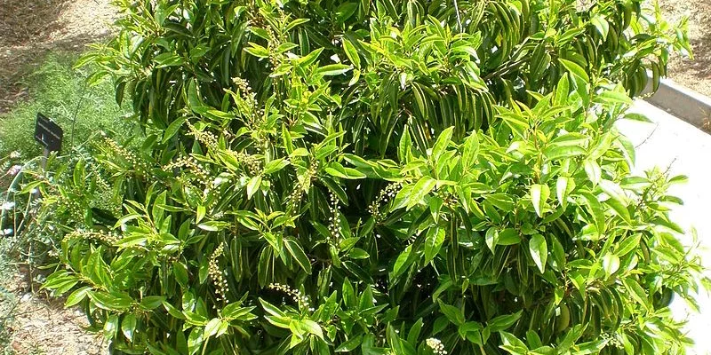 PRUNUS lusitanica - Plantes de haie, Laurier, haie de laurier