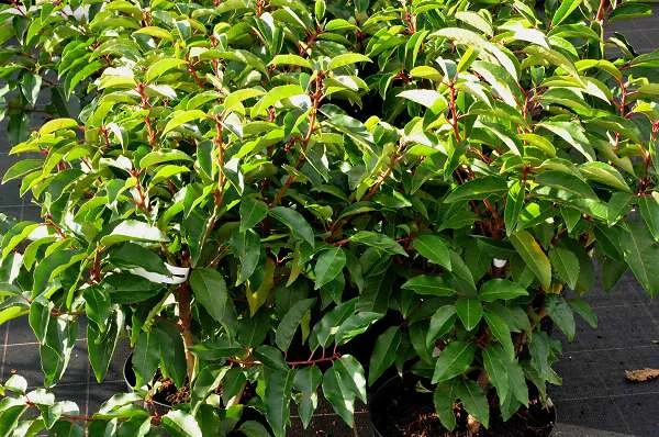 PRUNUS lusitanica - Plantes de haie, Laurier, haie de laurier