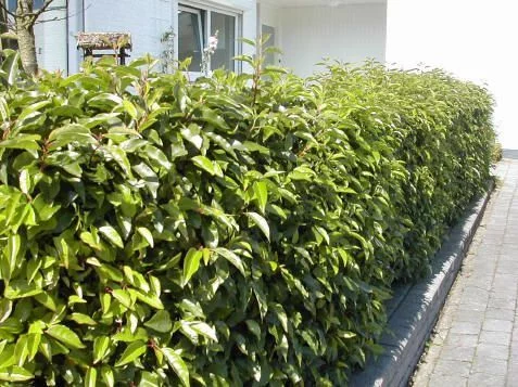 PRUNUS lusitanica - Plantes de haie, Laurier, haie de laurier