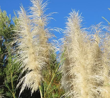 CORTADERIA selloana 'Evita' ® - Herbe de la pampa