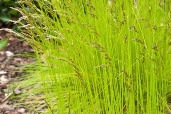 DESCHAMPSIA flexuosa 'Tatra Gold'