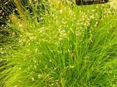 DESCHAMPSIA flexuosa 'Tatra Gold'