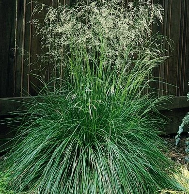 DESCHAMPSIA cespitosa 'Vivipara' - Graminée, Canche cespiteuse