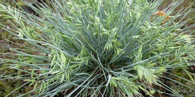 FESTUCA cinerea 'Zwergenkönig' - Fétuque