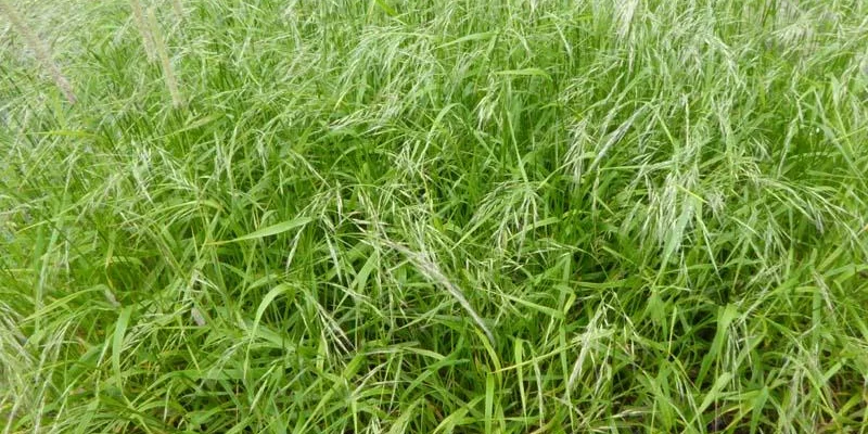 FESTUCA gigantea - Fétuque