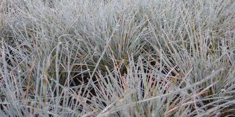 FESTUCA glauca 'Azurit' - Fétuque