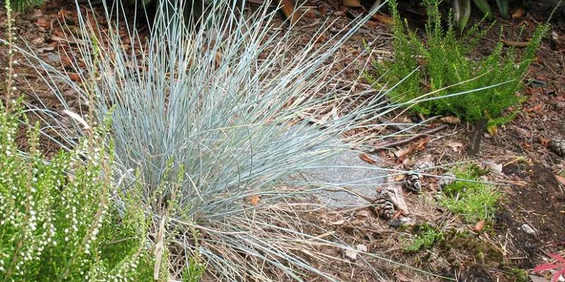 FESTUCA glauca 'Eisvogel' - Fétuque