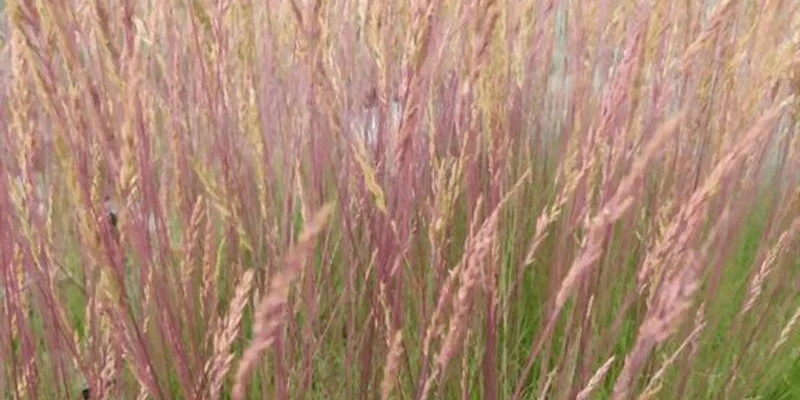 FESTUCA 'Walberla' - Fétuque